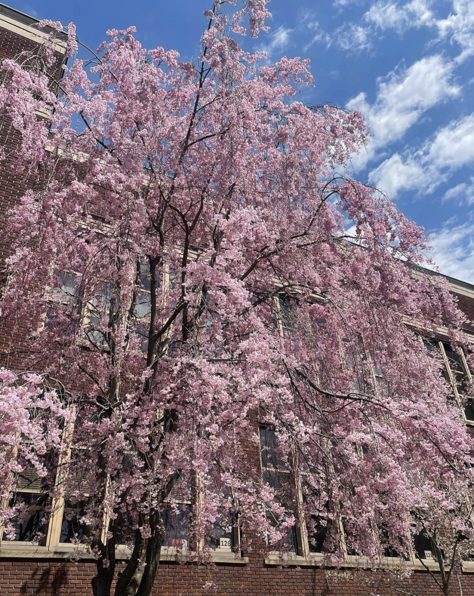 Spring is here at Marywood!